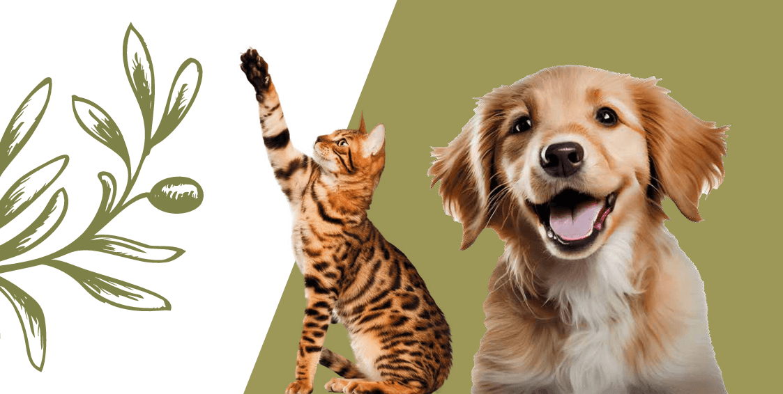 Zeytin dalının yanında oynayan bir kedi ve gülümseyen bir köpek yavrusu